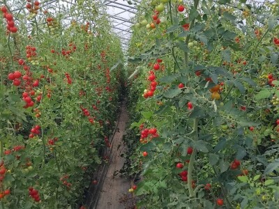 Šeri na organski način