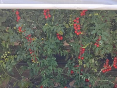 Šeri na organski način