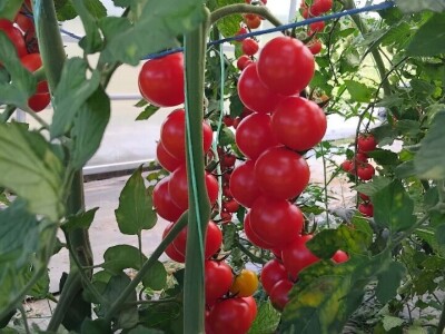 Šeri na organski način