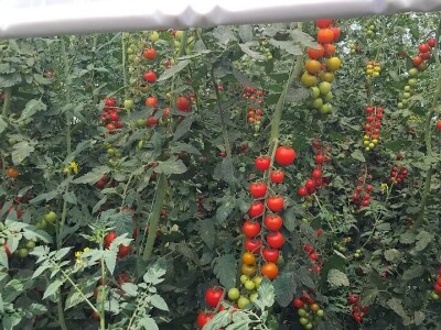 Šeri na organski način