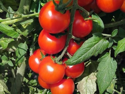 Šeri na organski način