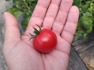 Šeri na organski način