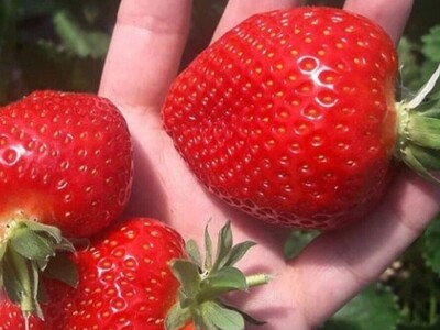 Sestre udruženim snagama uspešno proizvode i prerađuju voće