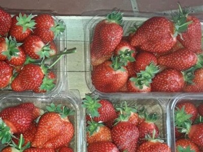 Sestre udruženim snagama uspešno proizvode i prerađuju voće