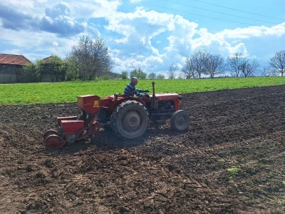 Setva kukuruza