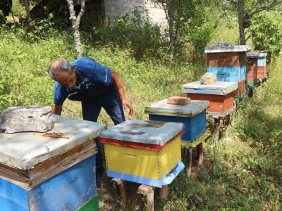 Ševket Ćivić u svom pčelnjaku
