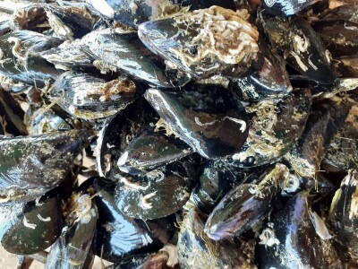 Sezona kamenica Sezona kamenica