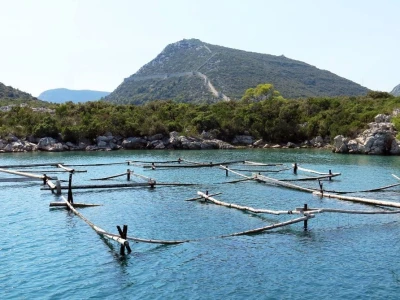 Sezona kamenica
