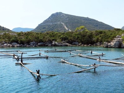 Sezona kamenica Sezona kamenica