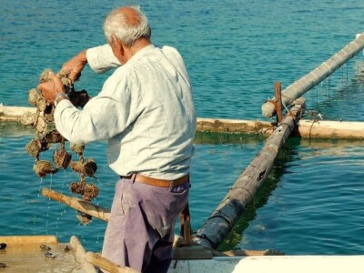 Sezona kamenica Sezona kamenica