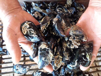 Sezona kamenica Sezona kamenica