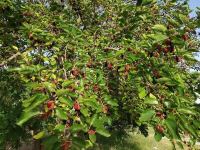 SEZONA MURAVA - Agronomi u "krađi" murava kod kuma Ante u Suhovarama