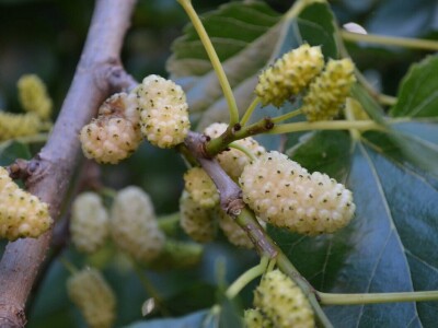 SEZONA MURAVA - Agronomi u "krađi" murava kod kuma Ante u Suhovarama