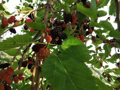 SEZONA MURAVA - Agronomi u "krađi" murava kod kuma Ante u Suhovarama