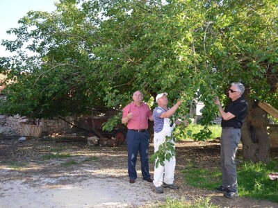SEZONA MURAVA - Agronomi u "krađi" murava kod kuma Ante u Suhovarama