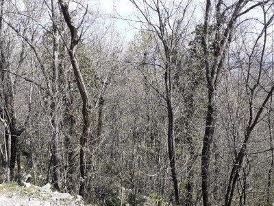 Sezona šparoga Sezona šparoga