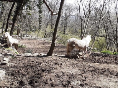 Sezona šparoga Sezona šparoga