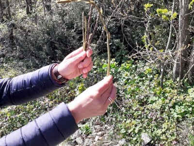 Sezona šparoga Sezona šparoga