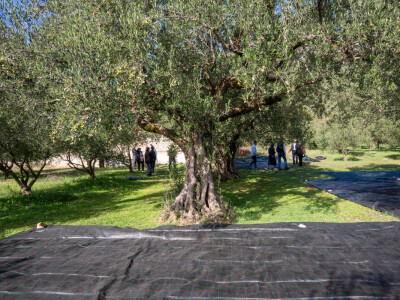 Dani berbe maslina u Hercegovini