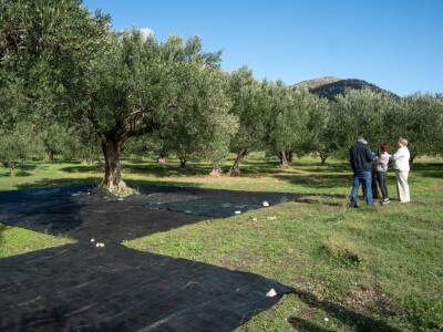 Dani berbe maslina u Hercegovini