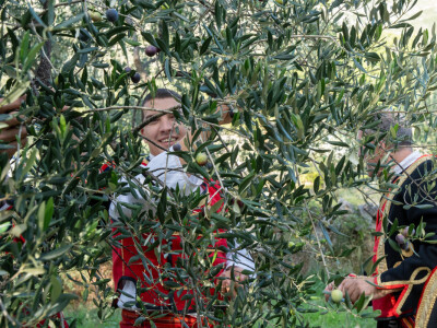 Dani berbe maslina u Hercegovini