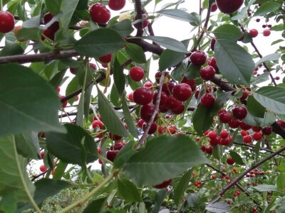Tradicionalni sokovi Salkića Tradicionalni sokovi Salkića