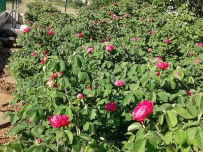 Tradicionalni sokovi Salkića Tradicionalni sokovi Salkića