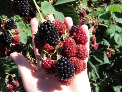 Tradicionalni sokovi Salkića Tradicionalni sokovi Salkića