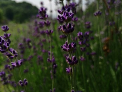 Tradicionalni sokovi Salkića Tradicionalni sokovi Salkića