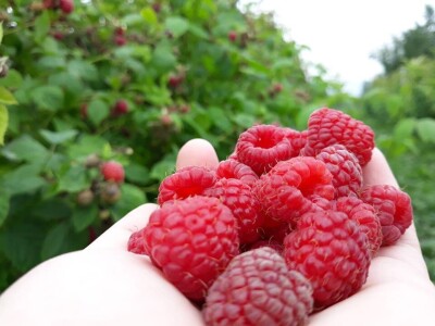 Tradicionalni sokovi Salkića Tradicionalni sokovi Salkića