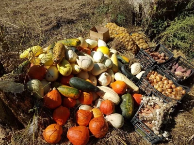 Shumska farma