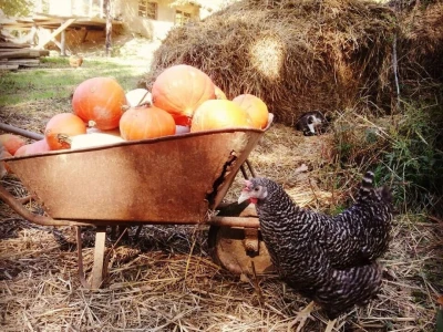 Shumska farma