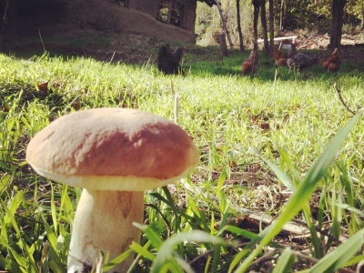 Shumska farma
