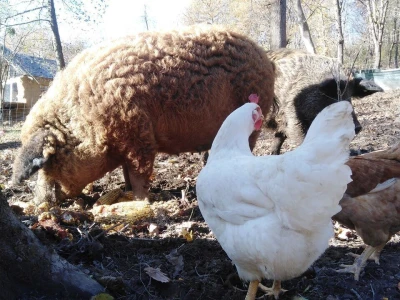 Shumska farma