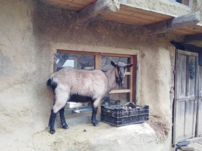 Shumska farma