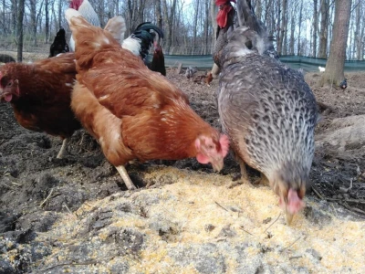 Shumska farma