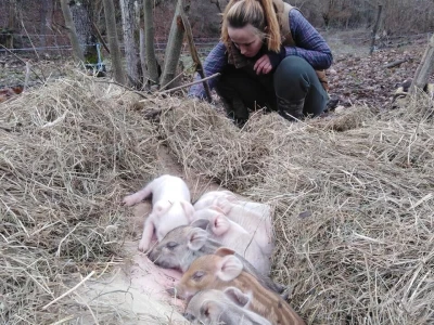 Shumska farma
