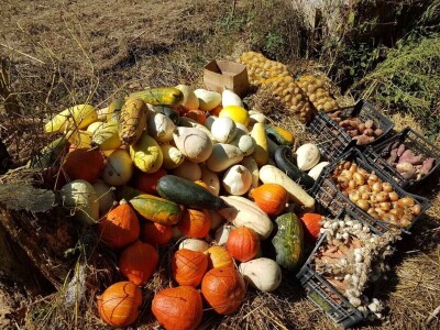 Shumska farma Nikole Borića