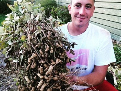 Shumska farma Nikole Borića