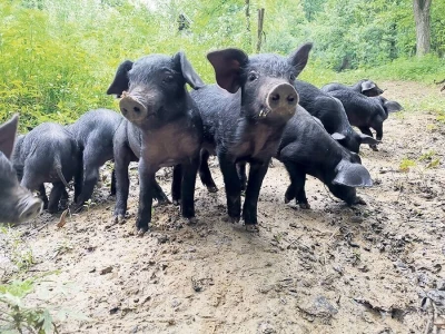 Shumska farma Nikole Borića