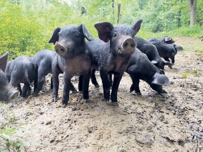 Shumska farma Nikole Borića