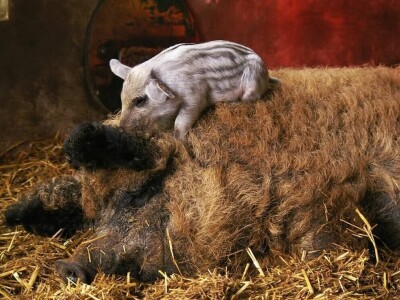 Shumska farma Nikole Borića