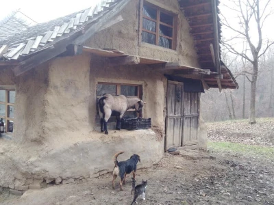 Shumska farma Nikole Borića