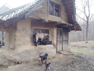 Shumska farma Nikole Borića