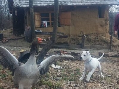 Shumska farma Nikole Borića