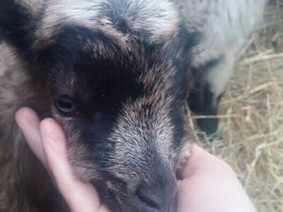 Shumska farma Nikole Borića