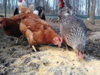 Shumska farma Nikole Borića