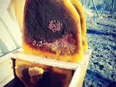 Shumska farma Nikole Borića