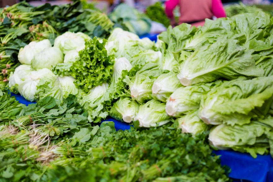 Salata zelena