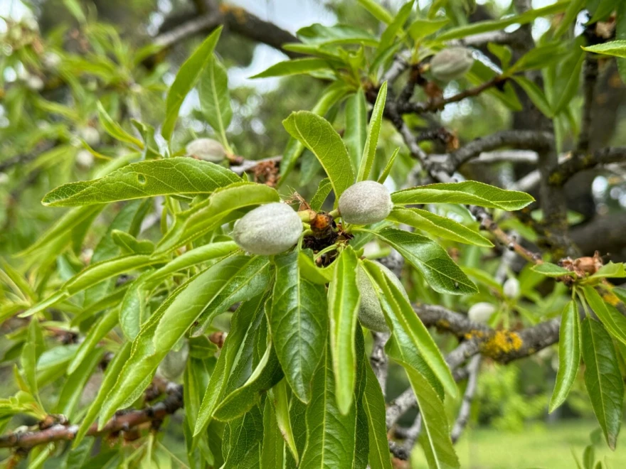 Plodovi badema